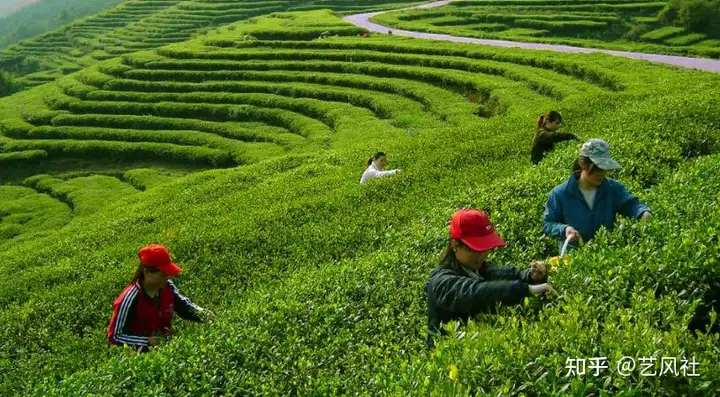 工夫茶艺非遗申请（非遗茶艺是什么生肖动物） 第6张