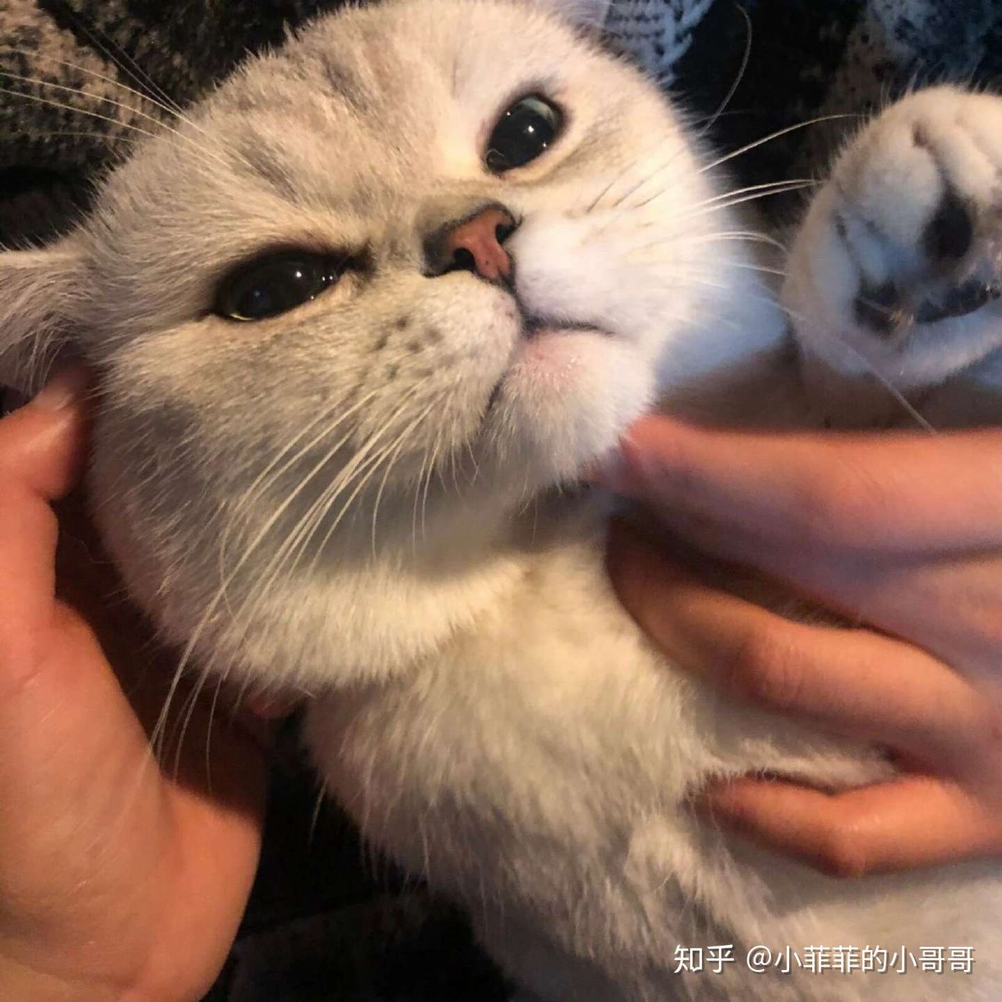 猫咪口角炎会引起流口水吗 知乎