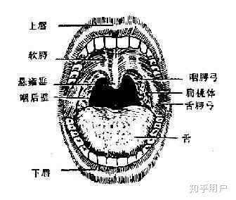 發小舌音會損傷聲帶嗎?