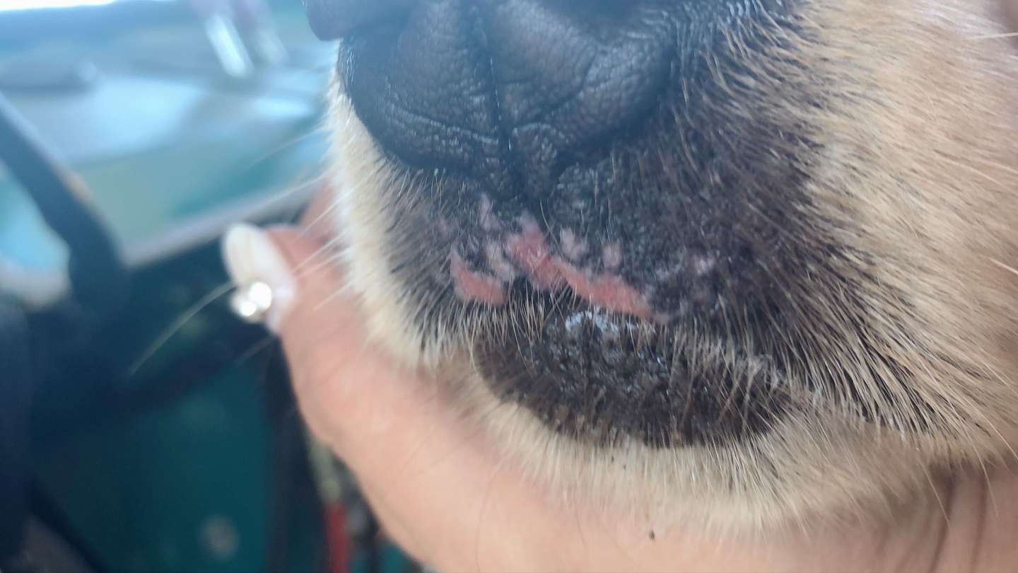 犬 猫的口腔疾病和口腔出血 知乎