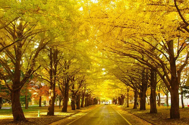 谷町君 18年日本红叶地图 北海道篇 知乎