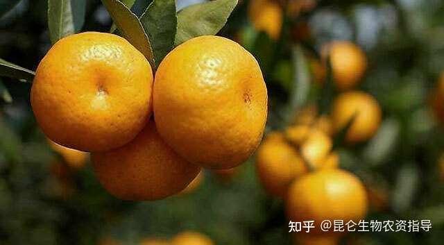 果树柑橘叶面喷什么好 柑橘什么时候打膨大素 柑橘增大增甜防裂用 调色师 知乎