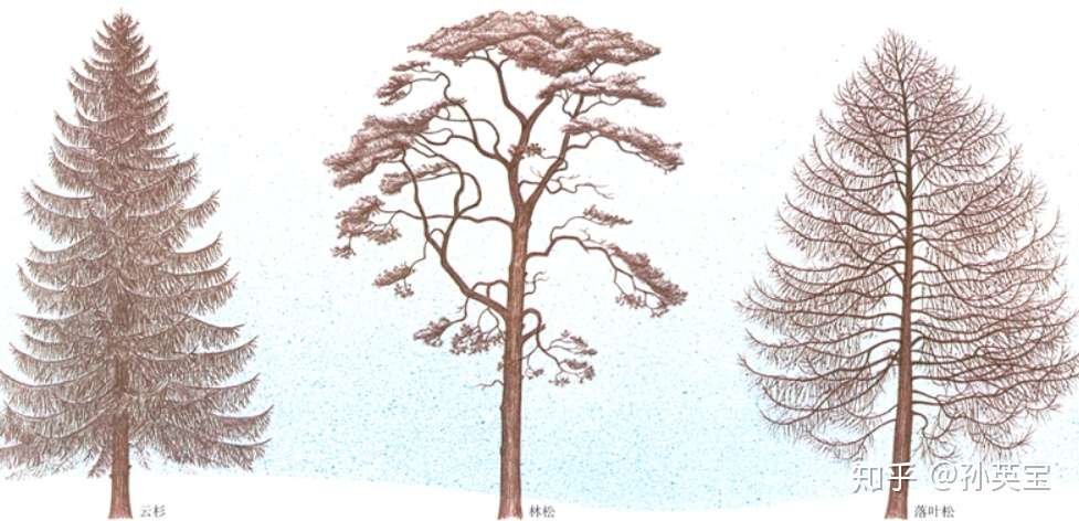 植物科学绘画之茎的科学绘画方法 知乎