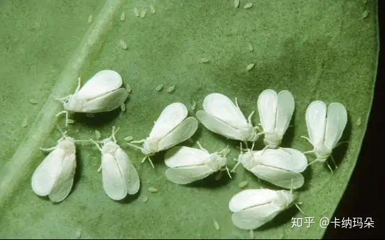 养花常见虫害问题及解决方法 知乎