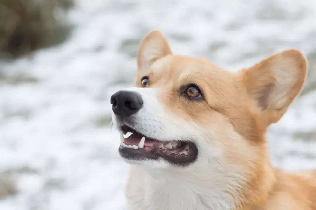 犬舍难做 时代的洪流里 繁殖者们如何造一条永不沉没的船 知乎