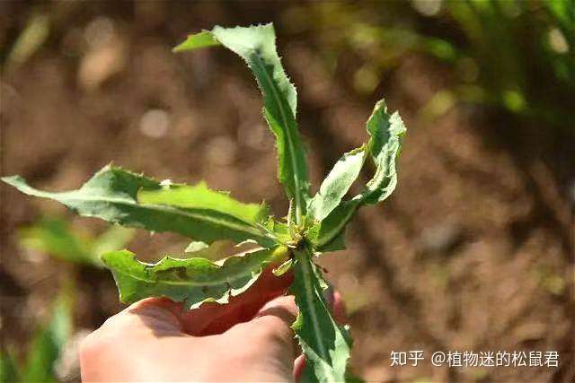 每年开春都吃野菜 终于找到了最好吃的野菜品种 知乎