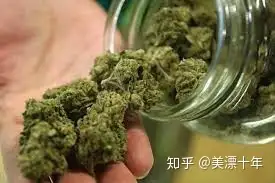 大麻 吸一口民主的味道 知乎