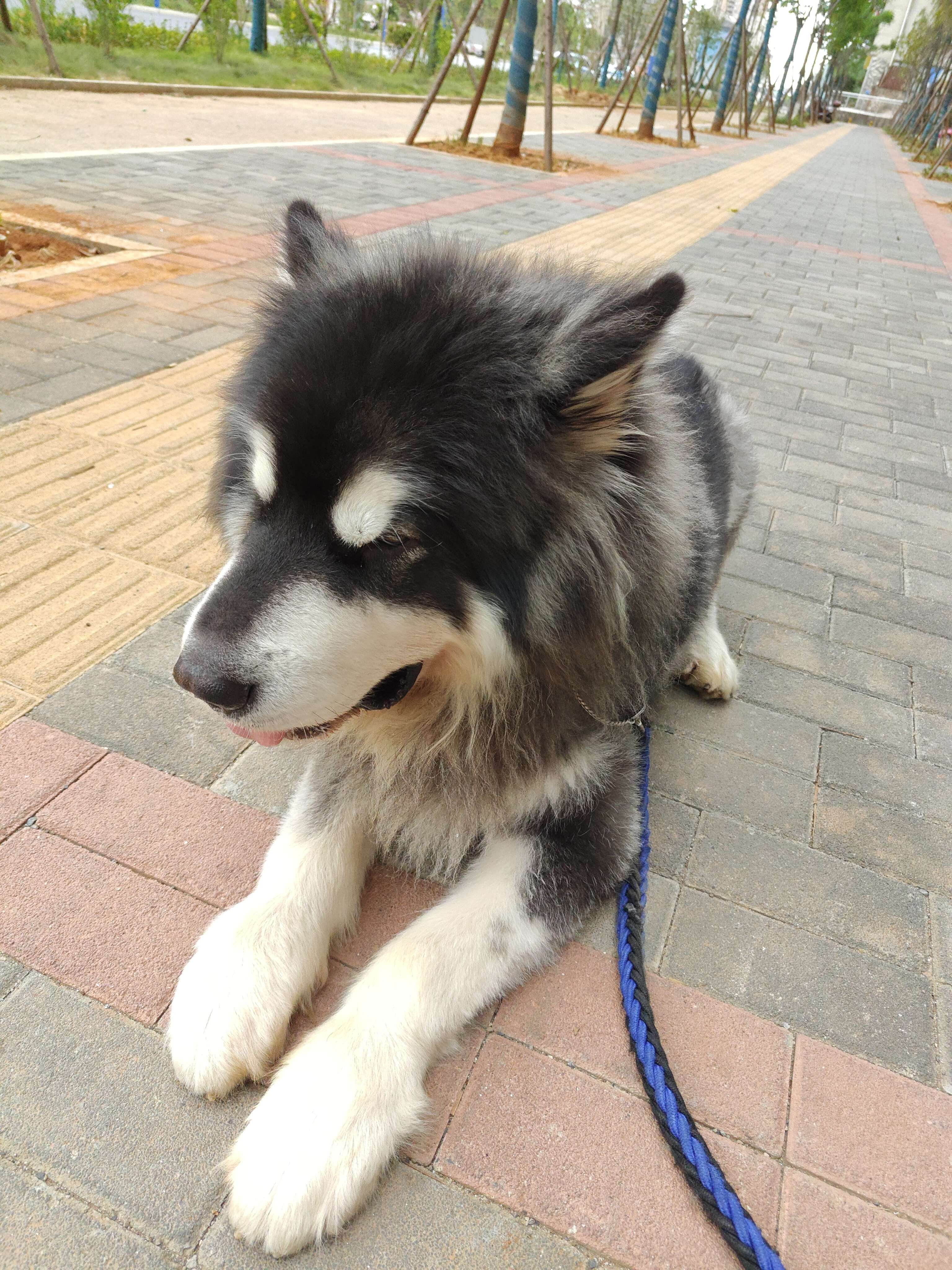 浑沌 的想法: 小型阿拉斯加吃的真多啊,以后不养小狗了 - 知乎