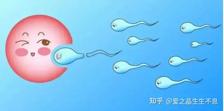 上海单身女人试管多少钱（爱之晶：二代试管婴儿有哪些危害？）