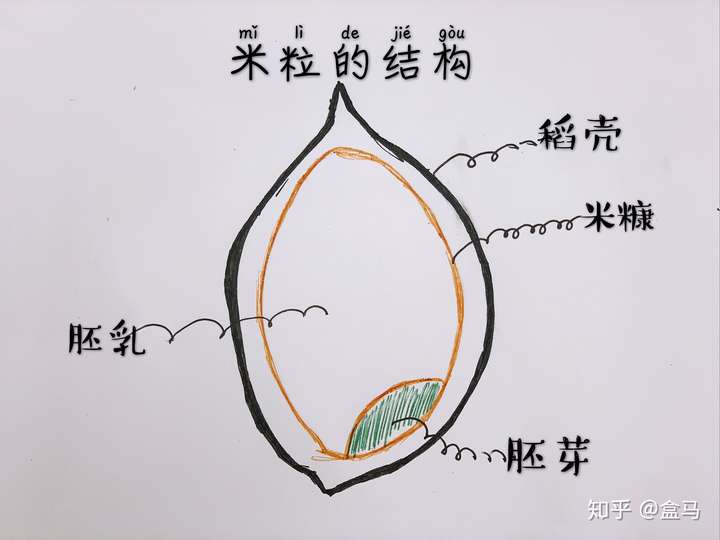 从源头讲,糙米和大米的妈都是水稻,以下是稻谷的简单版结构.