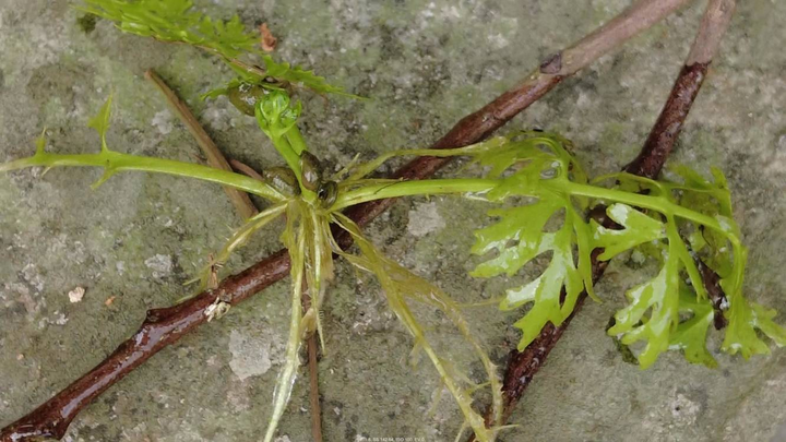 COP15｜河口县发现国家二级珍稀野生植物－－水蕨