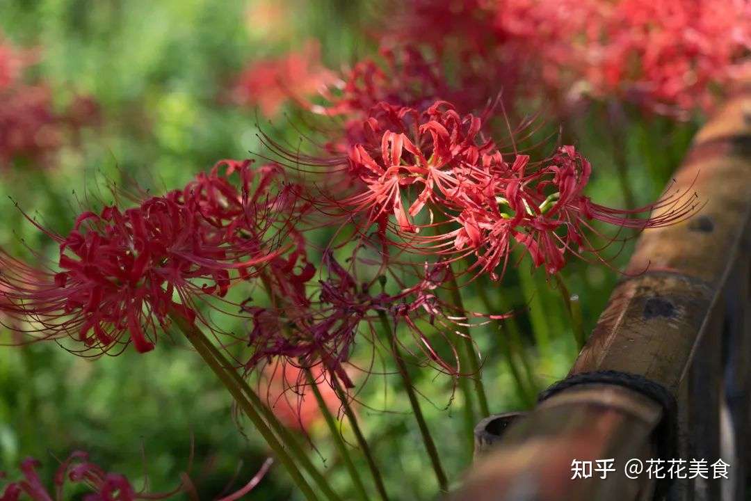 二十四节气 寒露 秋风渐起 露气寒冷 知乎