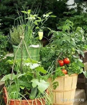 阳台种菜攻略之 阳台适合种什么蔬菜 知乎