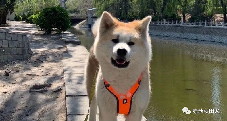 日系秋田犬只有三种毛色 No 赤骑秋田犬舍来为你揭晓一种隐藏色系 知乎