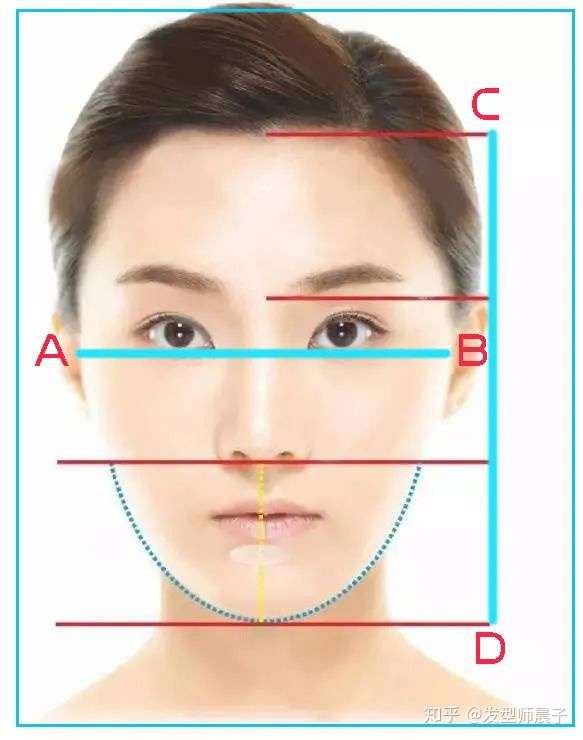 发型设计——标准脸型及比例