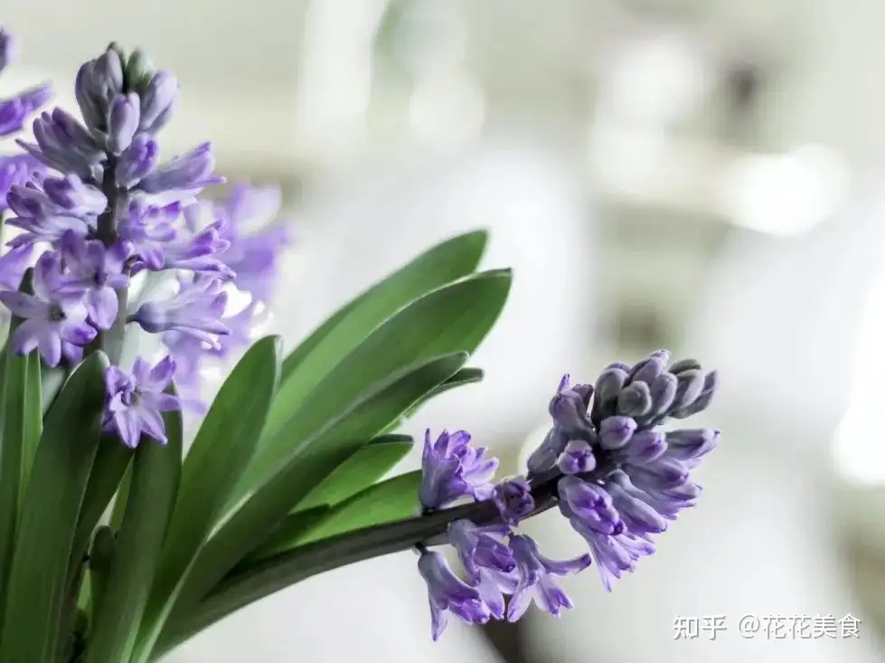 适合春天种植的球根花卉 知乎