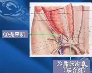 提睾运动正确做法图片图片