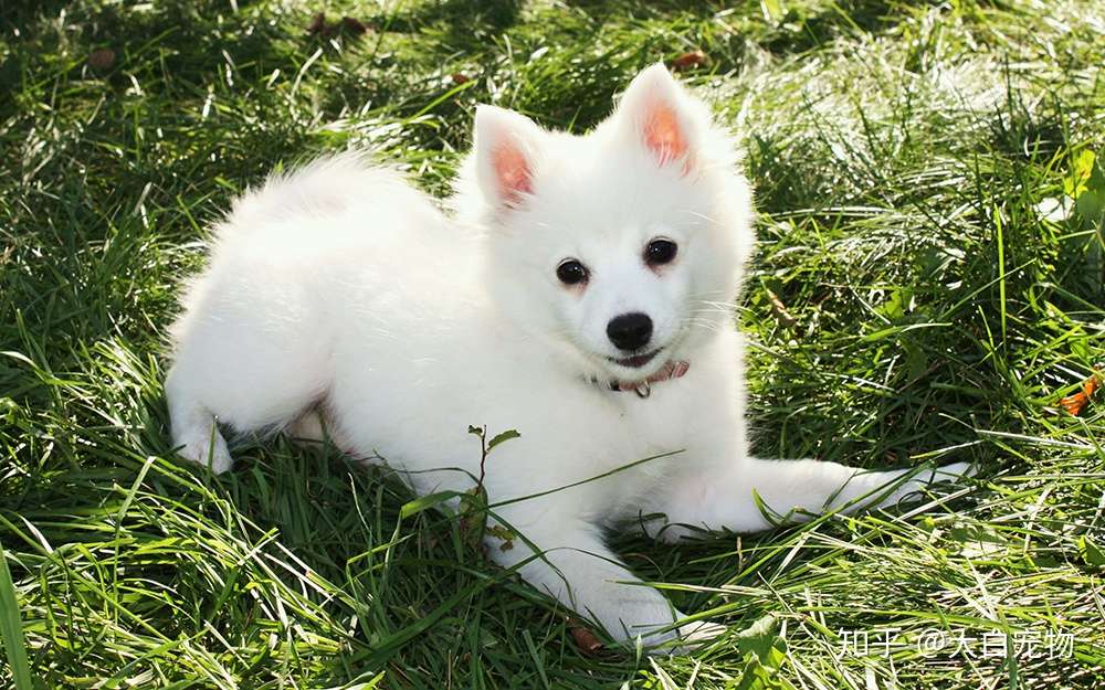 你家宠物流口水的七大症状 知乎