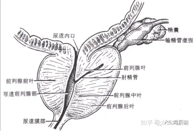 大公鸡报晓