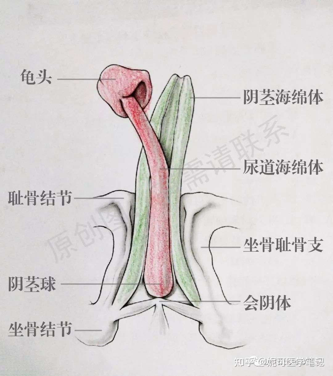 学习分享32 阴茎常识及勃起硬度加强方法 知乎