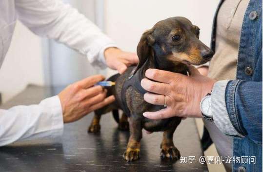 我们家狗狗拉稀的时候出血了是怎么回事 应该怎么解决 知乎