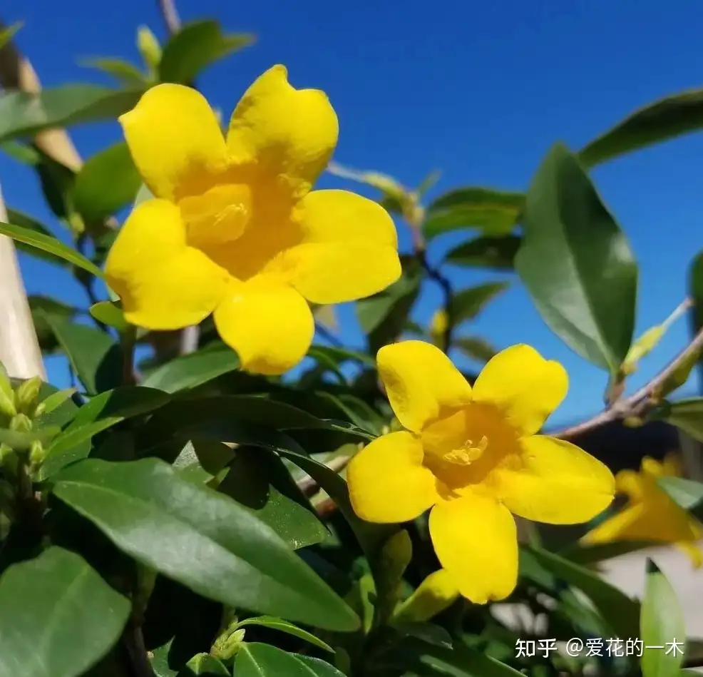 7种 剧毒花 各个毒性大 却隐藏极深 许多人养了都不知道 知乎