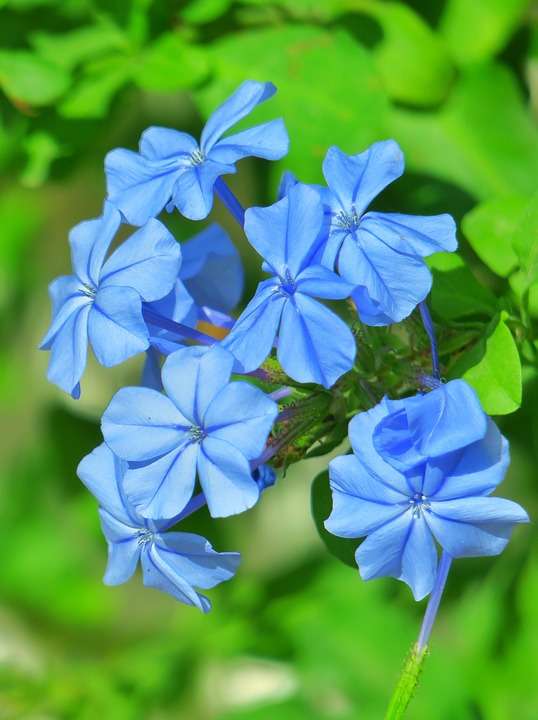 夏天必入的五种蓝色花儿 40 C中的蓝色海洋 清凉又降温 知乎