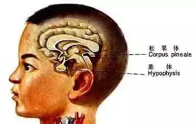 認識人體八大腺體內分泌系統的主要功能