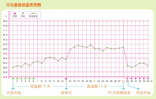 排卵日的来临，预示着受孕的好日子- 知乎