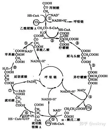 生物氧化氧化磷酸化