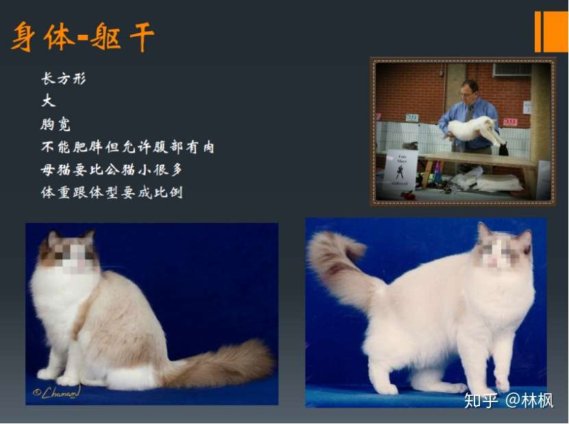 布偶猫 Ragdoll 品相标准 知乎