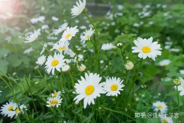 【24节气详解】小满-附养生精要