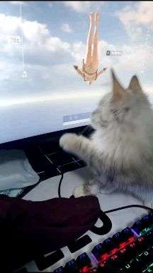 猫的视频是怎么拍摄的 v2-d670906f16848f623689f9b9267cc8b2_bh.jpg?source=1940ef5c
