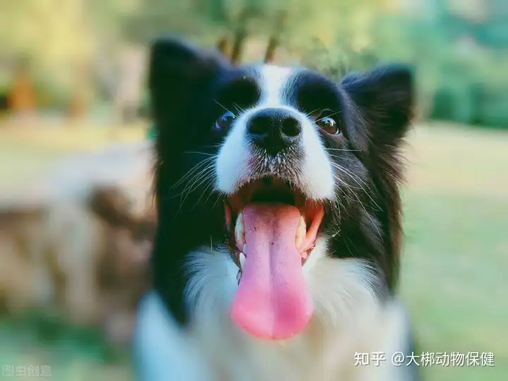 燃爆了（宠物假怀孕证明）宠物假孕现象怎么治疗 第4张