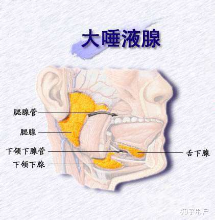 口腔黏液腺囊腫的來源 口腔的黏液囊腫是來自舌下腺和小唾液腺的囊腫