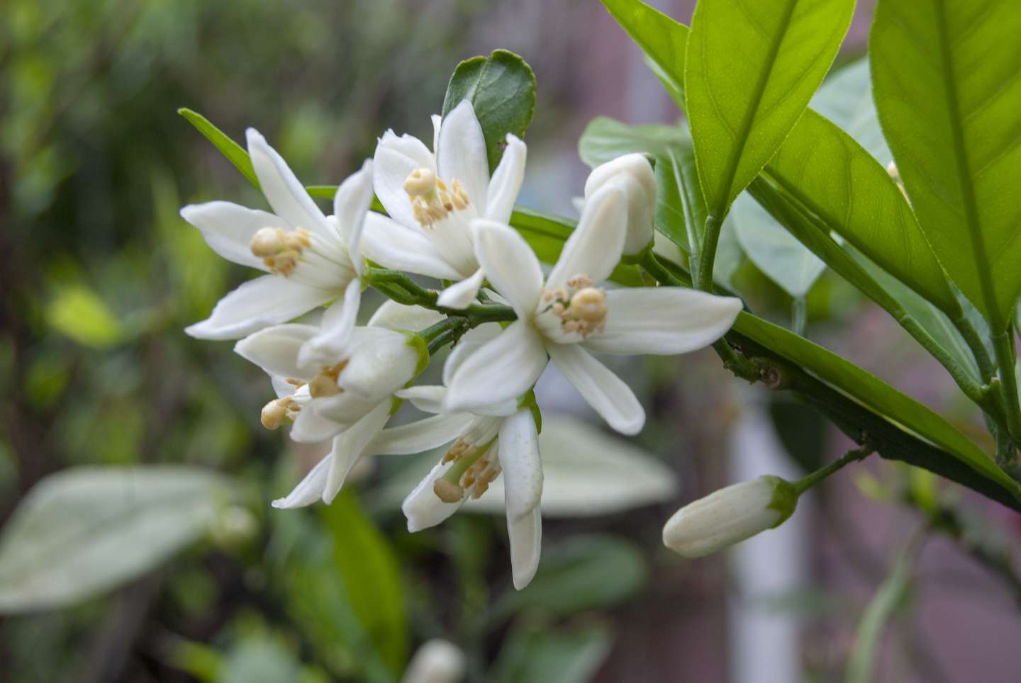 柑橘花期遇阴雨天气 用什么水溶肥可以保花保果 知乎
