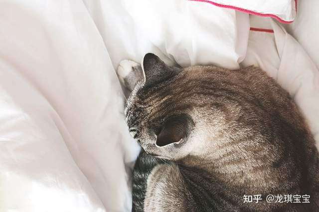 看奇母猫怀孕 竟然有这些情况 知乎