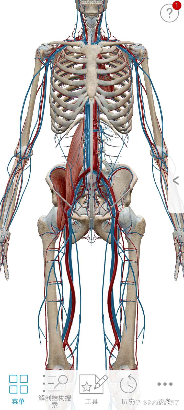 请问大哥们怎么放松腰大肌和髂腰肌,不是拉伸是放松!
