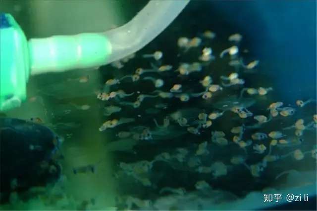 干货 从雌雄鱼分辨 亲鱼选择到鱼卵的孵化的详细罗汉鱼繁殖步骤 知乎