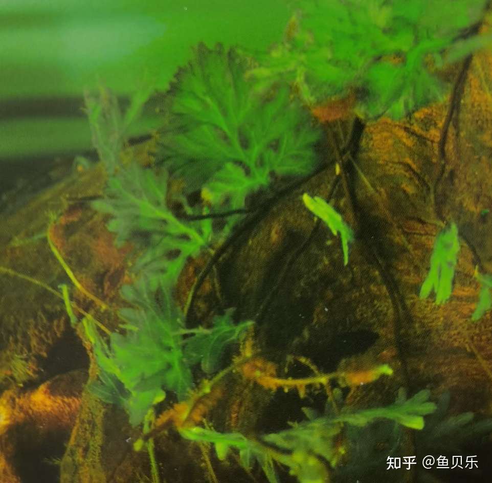 揭秘 113种水草的前世今生 知乎