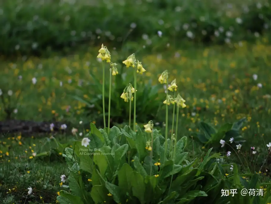 离天很近的那些植物 钟花报春 知乎