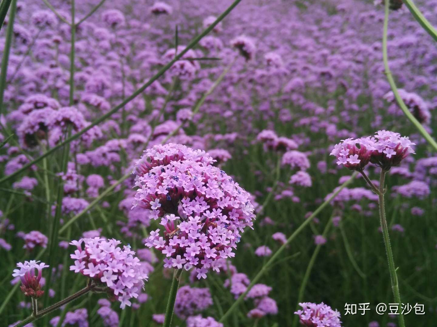 常见开蓝紫色花植物 知乎