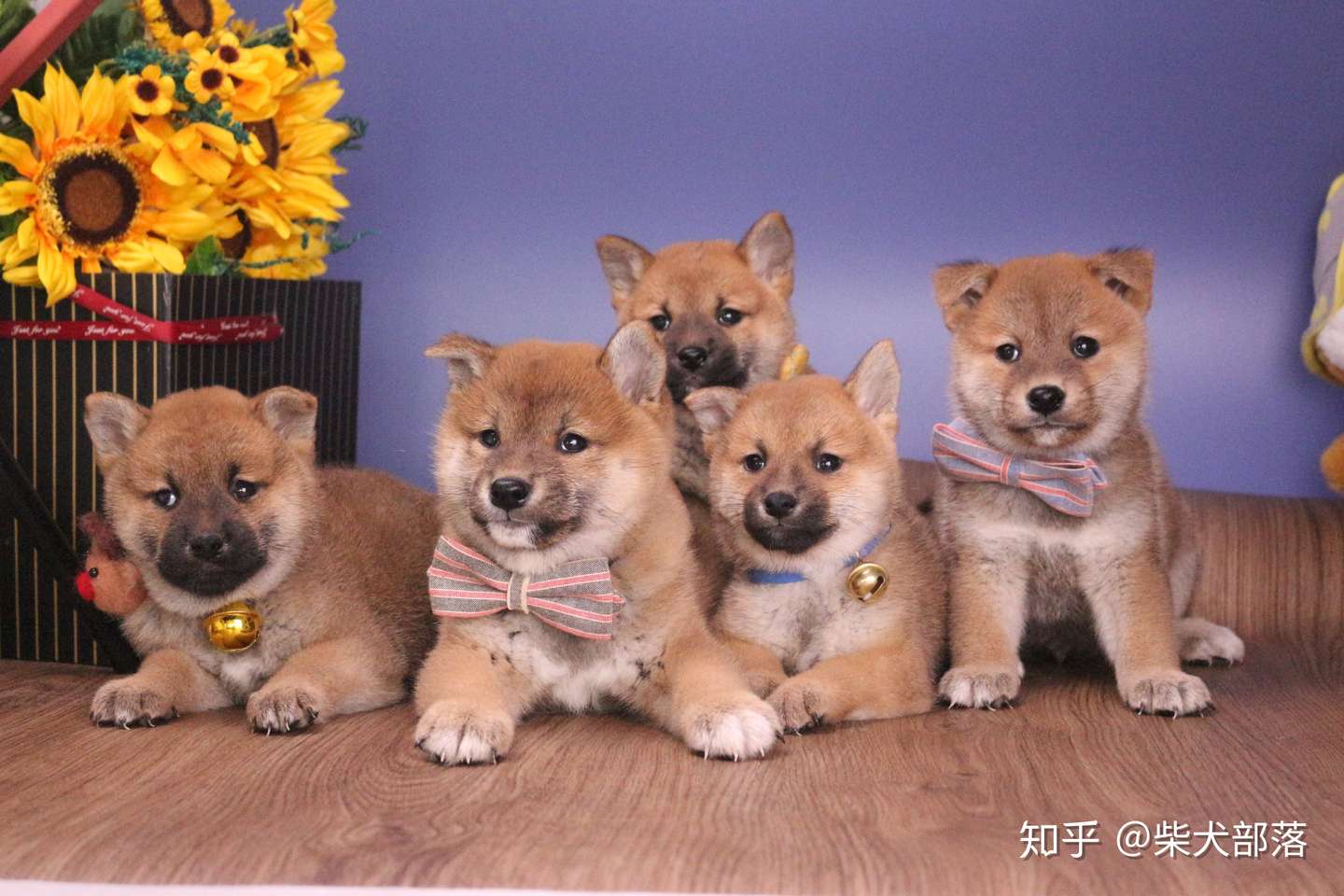 为什么买柴犬不能在宠物店买 买到假狗谁负责 知乎