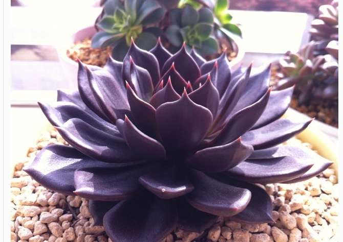 冬季最适合养的6种变色多肉 越冷越美 附冬季多肉养护技巧 知乎