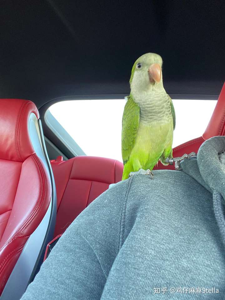 养一只绿和尚鹦鹉是一种什么样的体验