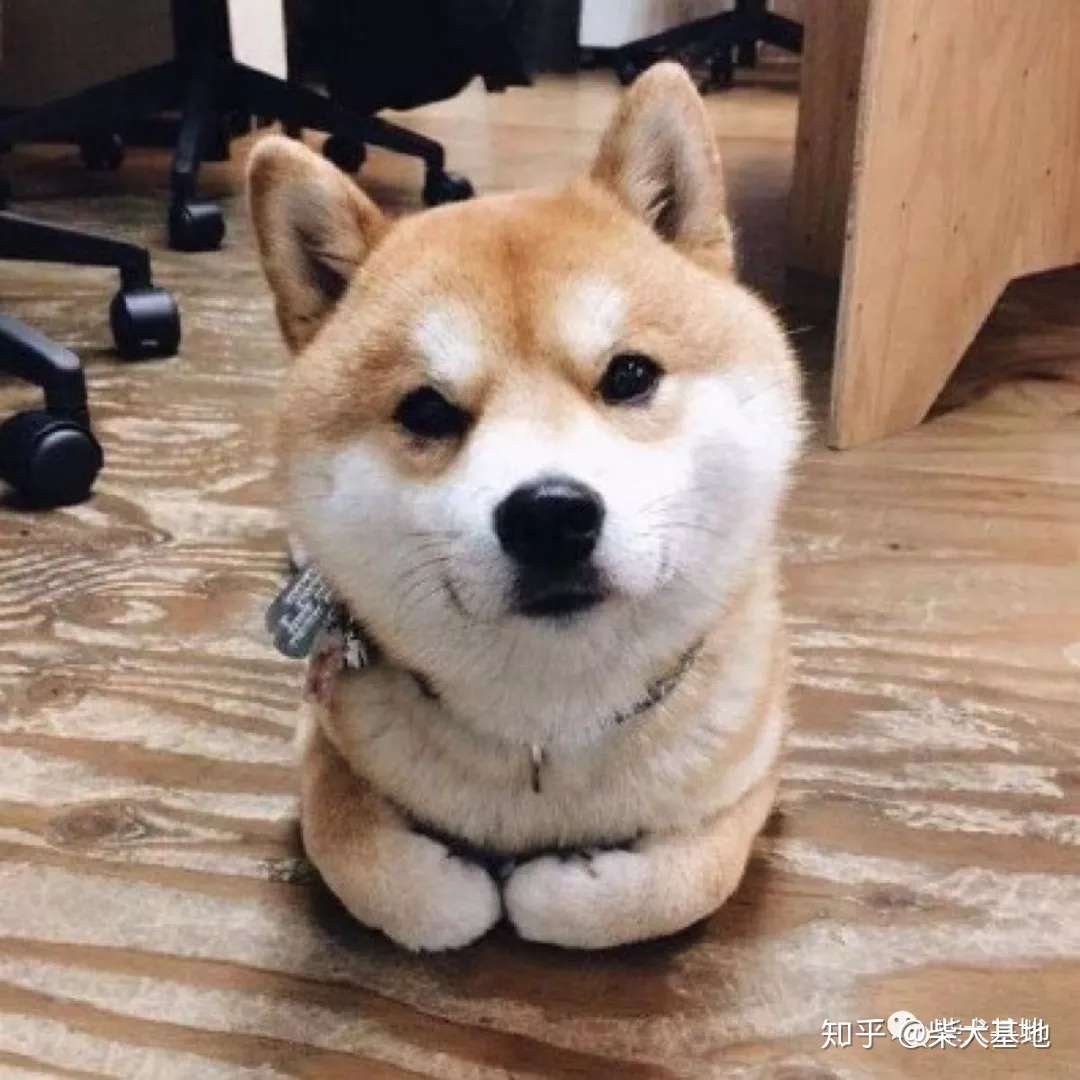 柴犬为什么那么多的人喜欢它 知乎