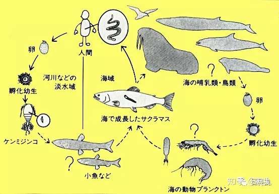 关于日料鱼类寄生虫 你想知道和不想知道的都在这里 知乎