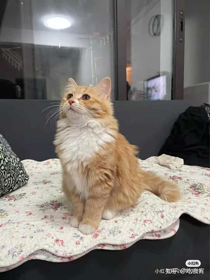 就是一只长毛狸花猫!