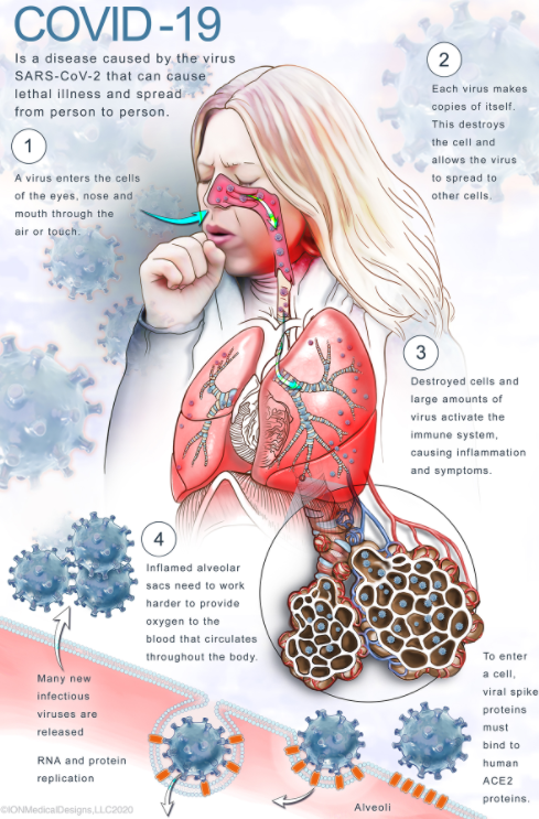 医学插画师另一个深切关注人类健康和科学进步的职业