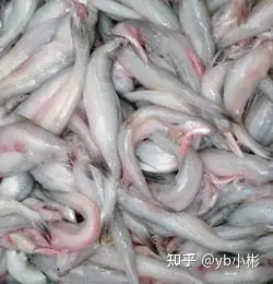 这种鱼口感如内酯豆腐,入口即化